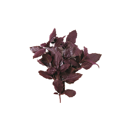 Kırmızı Fesleğen